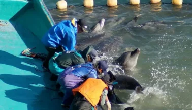 Esta es la Razón por la que Existe la Matanza de Delfines en Taiji –Y Cómo Detenerla