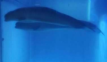 Nos da Claustrofobia de Solo Ver Este Tanque con Belugas