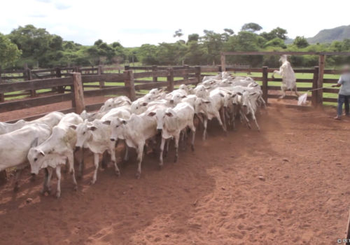 Una vaca trata de saltar la cerca.