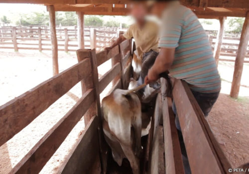 Mucho ganado queda atrapado en una canaleta. Trabajadores patean y jalan de las orejas y colas de los animales.