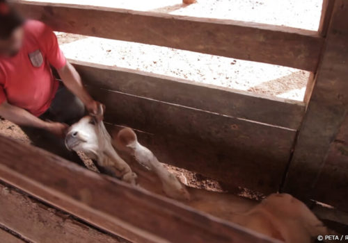 Mucho ganado queda atrapado en una canaleta. Trabajadores patean y tiran de las orejas y colas de los animales.