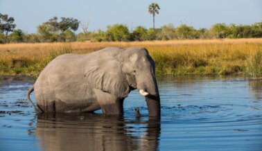 PETA Elige los 5 Mejores Safaris Africanos para Aventuras Veganas