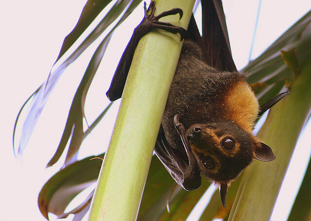 fruit bat