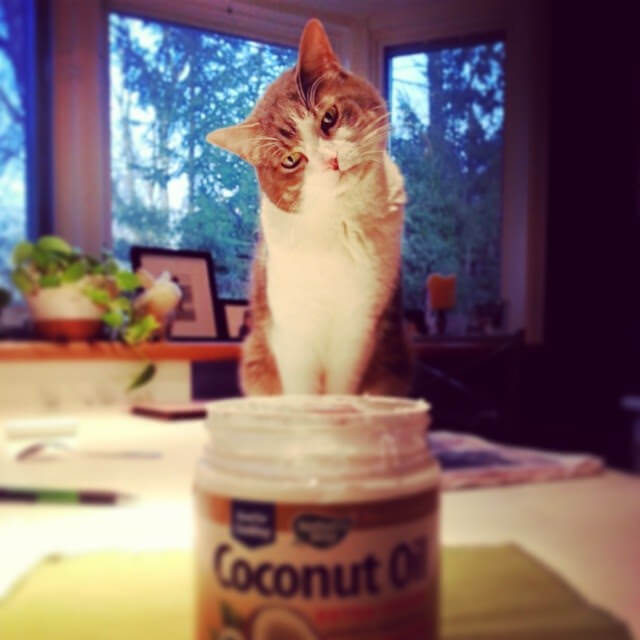 cat and coconut oil