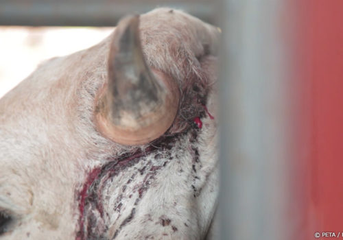 Esta vaca tiene una gran herida abierta en su rostro.
