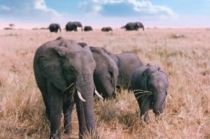 Elephant Family