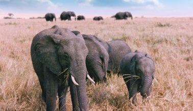 ¡Estamos ganando! Nueva Jersey es el primer estado en prohibir los actos ambulantes de animales silvestres