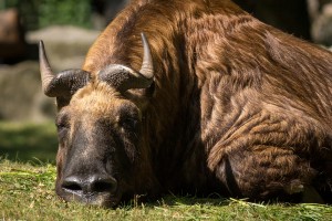 Sleeping Bull