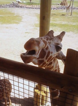 Giraffe in Columbus Zoo