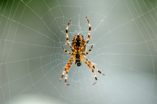 spider