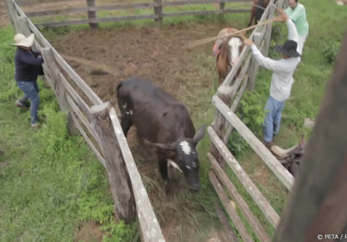 Trabajadores golpean y pinchan a las vacas con palos con punta de metal.
