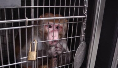 Air France Transporta a Monos Maltratados a Laboratorios