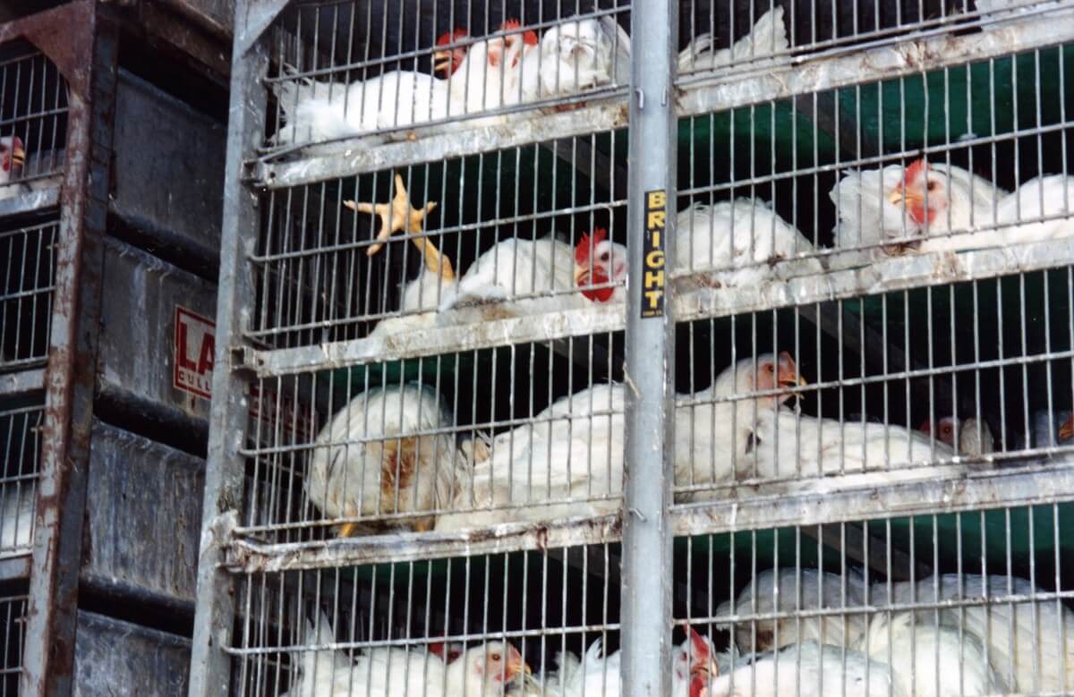 17.-broiler-chickens-in-transport