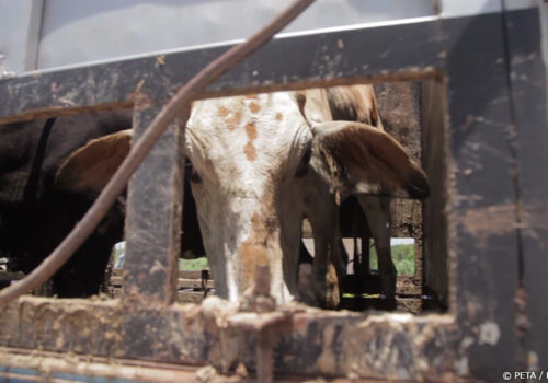 Las vacas que van a los mataderos de JBS S.A. deben padecer un largo viaje en sucios camiones.