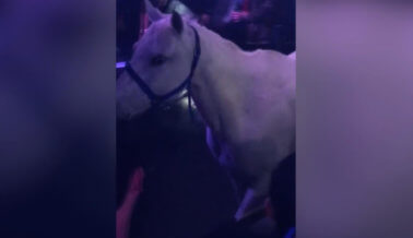 ¿Qué diablos hacía un caballo en una discoteca?