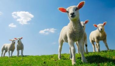 16 cosas que debes saber sobre la lana