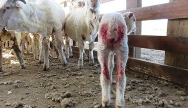 NUEVO Exposé: Corderos Mutilados, Ovejas Pateadas y Golpeadas en Granja de Lana en Argentina