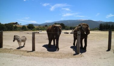 Monterey Zoo: Estos Registros con Información Confidencial no Mienten, Pero el USDA Aparentemente sí