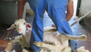 Fueron Acusados Quienes Lanzaron, Cortaron y Mataron Cabras Para Mohair