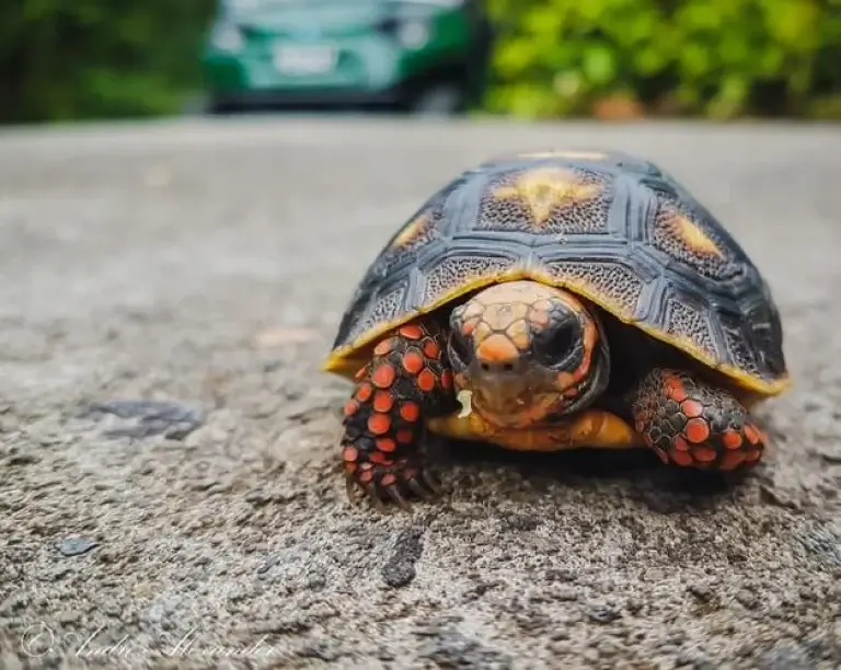 Turtle On Road