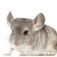 Chinchilla