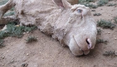 AYUDA YA: Ovejas Asesinadas, Golpeadas, Pisoteadas y Heridas Por su Lana AYUDA YA: Ovejas Asesinadas, Golpeadas, Pisoteadas y Heridas Por su Lana