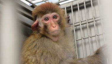 Dolor, Miedo y Muerte Para Los Monos en Bodega Inmunda en Florida Dolor, Miedo y Muerte Para Los Monos en Bodega Inmunda en Florida