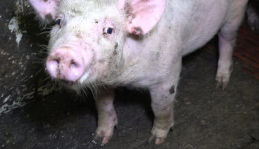Imágenes en Crueles Granjas de Cerdos Exponen Fraude a Consumidores de “Iniciativa Para el Bienestar de Los Animales”.