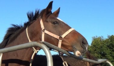 Policía de Corea del Sur Investiga Asesinato de Caballos de Carrera Tras Exposé de PETA