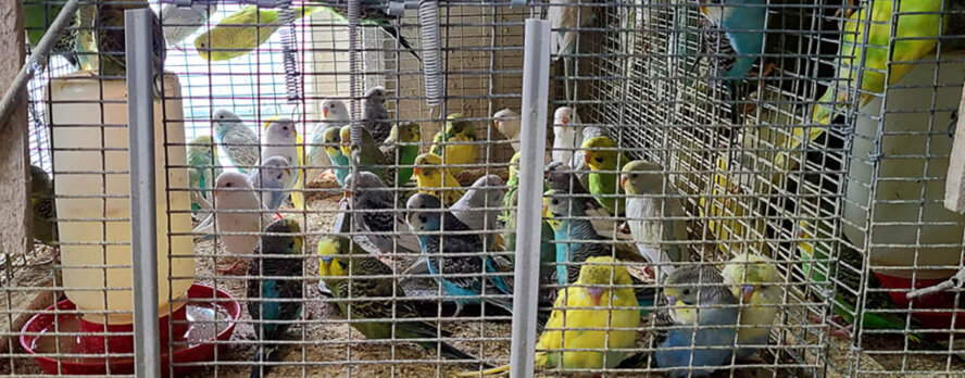 Las 10 principales alertas de acción de PETA Latino de este mes