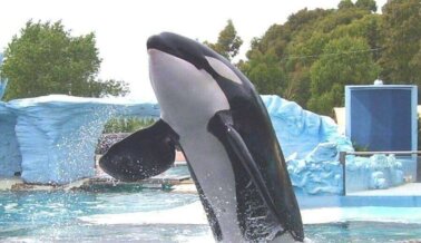 En honor a Kshamenk, ayuda a Orca Corky