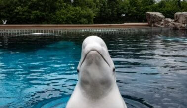 Próximo santuario costero ofrece esperanza a las belugas en Marineland of Canada