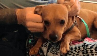 De las calles de Cancún a la celebración: Confetti consigue una nueva esperanza de vida, gracias a las clínicas de esterilización de PETA Latino