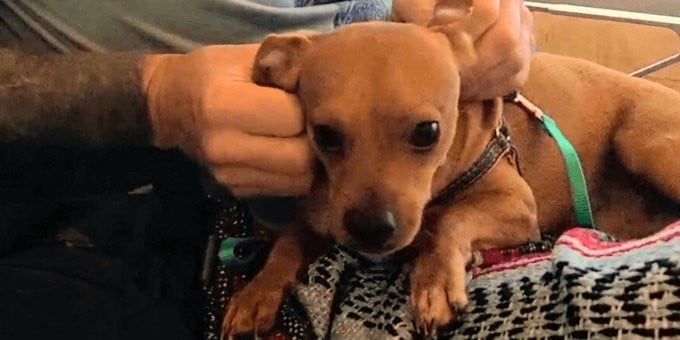 De las calles de Cancún a la celebración: Confetti consigue una nueva esperanza de vida, gracias a las clínicas de esterilización de PETA Latino