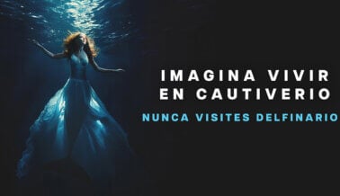 Fernanda Castillo se conmueve por los delfines encerrados, en nueva y desgarradora campaña de PETA Latino
