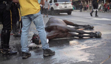 Caballos sufren en la ciudad de Nueva York: Ayuda a acabar con el negocio de los carruajes tirados por caballos ya