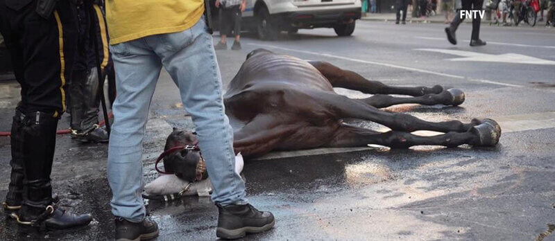 Caballos sufren en la ciudad de Nueva York: Ayuda a acabar con el negocio de los carruajes tirados por caballos ya