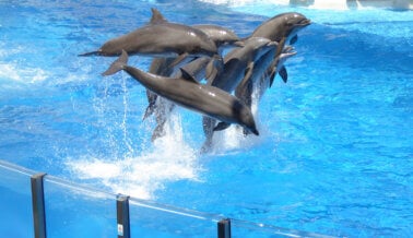 Los delfines NO son atracciones – Son seres vivos que sufren en silencio