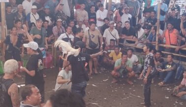 Investigación de último momento: Taxistas en Bali atraen turistas engañados a operación sangrienta de peleas de gallos