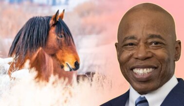 ¡NOTICIÓN! El alcalde de NYC, Eric Adams, avanza para eliminar gradualmente los carruajes tirados por caballos en Central Park