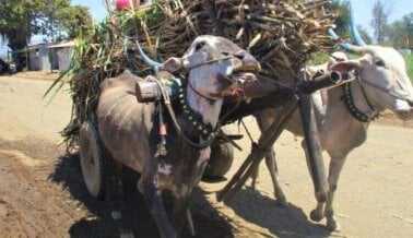 Esto NO es dulce: Maltratan toros para el azúcar de Unilever
