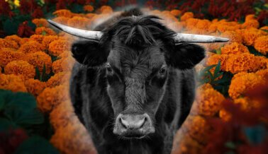 Este Día de Muertos, honra a los toros que ya murieron y lucha por los que aún gritan por su vida.