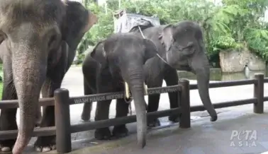 Lo que realmente sucede en las experiencias “éticas” con elefantes en Bali