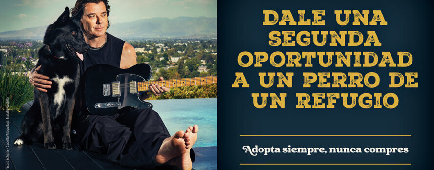 Gavin Rossdale abraza a gatos y perros adoptables para impulsar la adopción