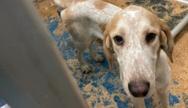 Las 10 principales alertas de acción de PETA Latino de este mes