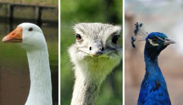 ¡Firma el “compromiso para no vestir plumas” de PETA Latino! ¡Firma el “compromiso para no vestir plumas” de PETA Latino!