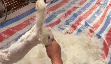 Conejos abiertos por angora: ¡Pídele a Kangol que deje de usarla!