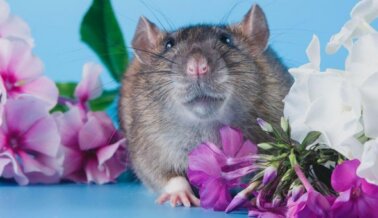 ¡VICTORIA! Fabricante de Oreo cambia su política de pruebas en animales tras presión de PETA Latino