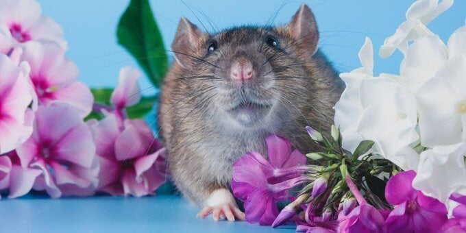 ¡VICTORIA! Fabricante de Oreo cambia su política de pruebas en animales tras presión de PETA Latino