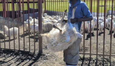 Golpean, arrastran y dejan sangrando a cabras por mohair “humanitario”